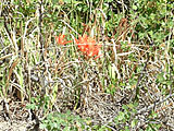 Indian Paint Brush at the paint mines in Calhan