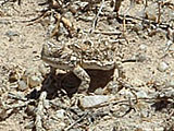 a horned toad