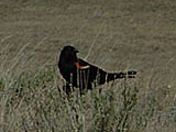 a red-winged black bird